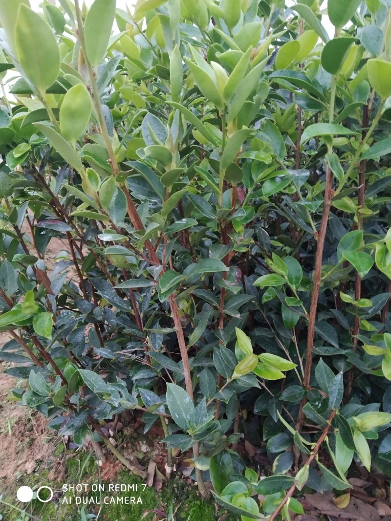 湘林嫁接油茶苗二年油茶苗