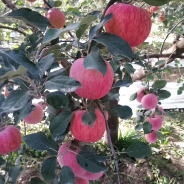 阿克苏冰糖心苹果