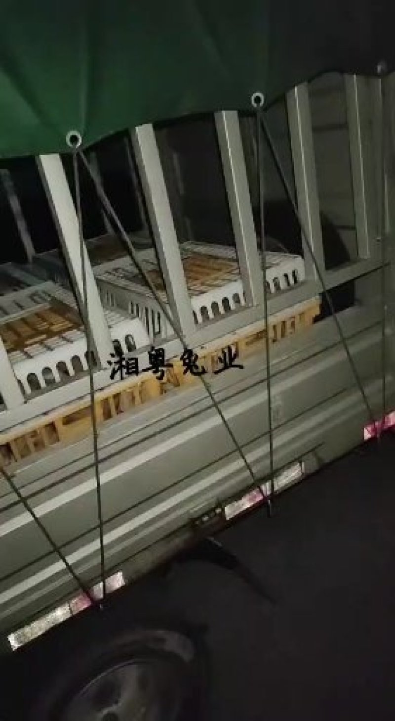 杂交野兔比利时种兔新西兰肉兔白色兔子养殖回收包技术包成活