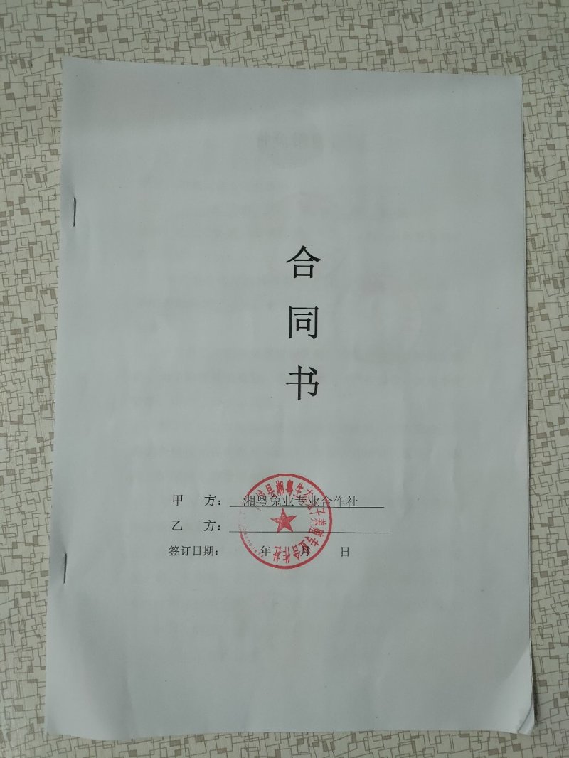 杂交野兔比利时种兔新西兰肉兔白色兔子养殖回收包技术包成活
