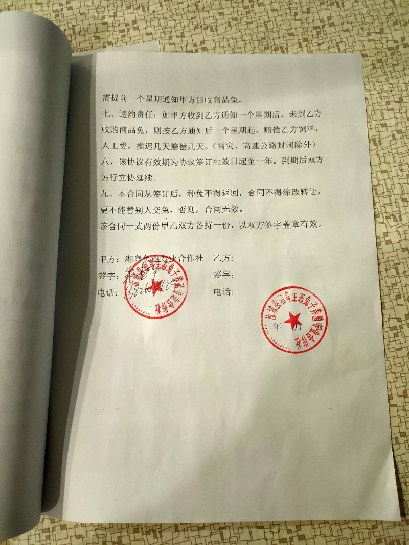 杂交野兔比利时种兔新西兰肉兔白色兔子养殖回收包技术包成活