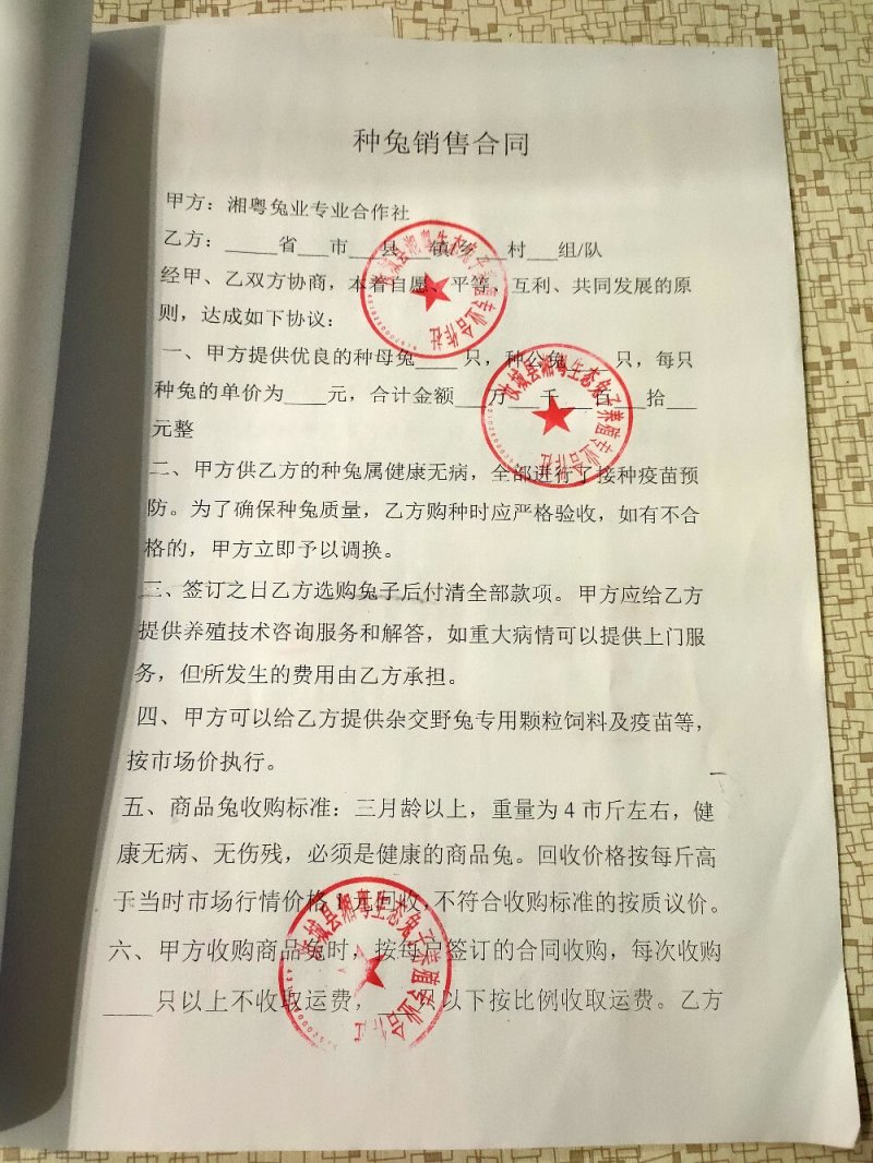 杂交野兔比利时种兔新西兰肉兔白色兔子养殖回收包技术包成活