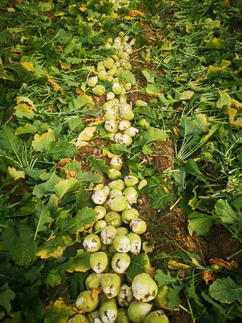 山东肥城芥菜头（辣菜疙瘩）4两以上量大质优，货源充足！