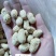 原味花生精品熟白沙果(生)
