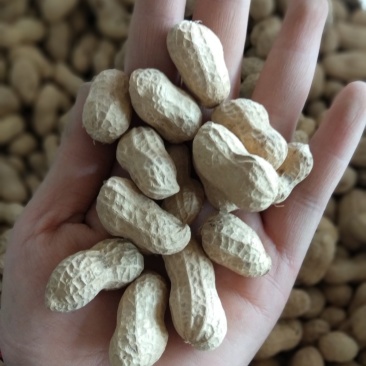 原味花生精品熟白沙果(生)