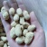 原味花生精品熟白沙果(生)