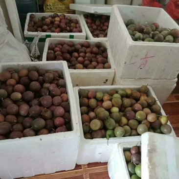 云南百香果基地直销各品种