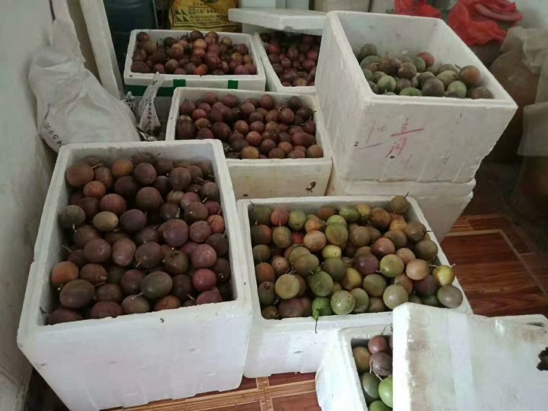 云南百香果基地直销各品种