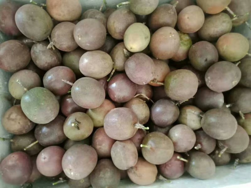 云南百香果基地直销各品种