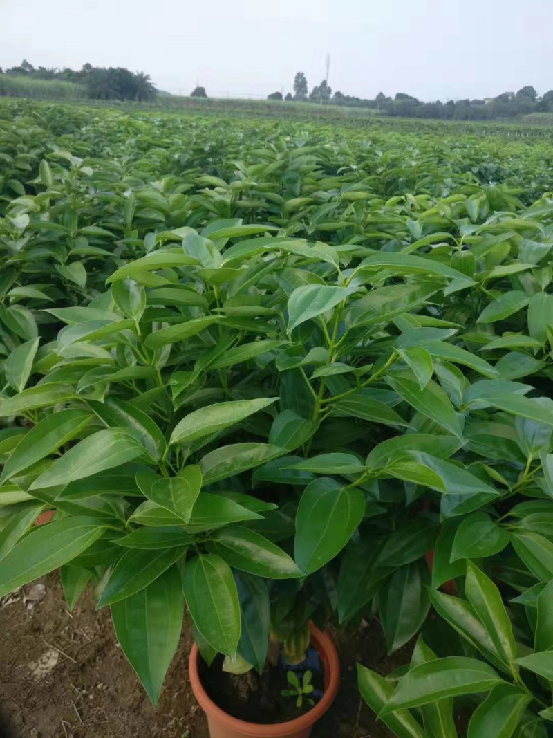 平安树