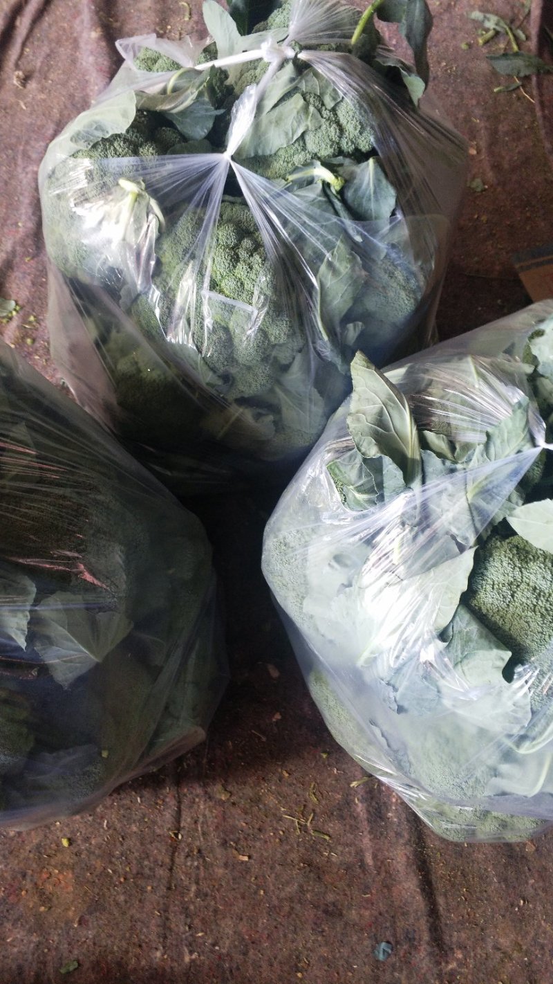 西兰花炎秀优秀寒秀精品货源大量上市中