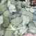 西兰花炎秀优秀寒秀精品货源大量上市中