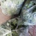 西兰花炎秀优秀寒秀精品货源大量上市中