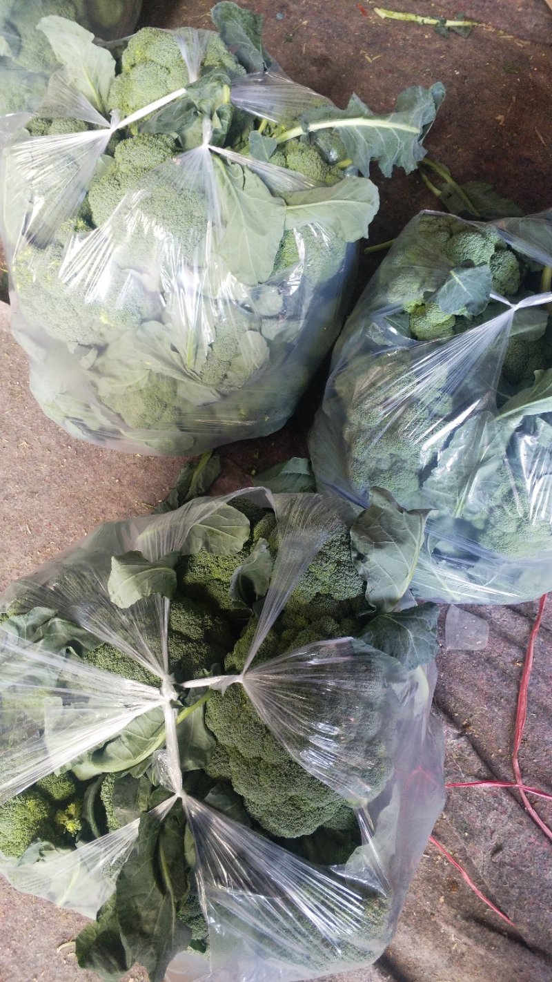 西兰花炎秀优秀寒秀精品货源大量上市中