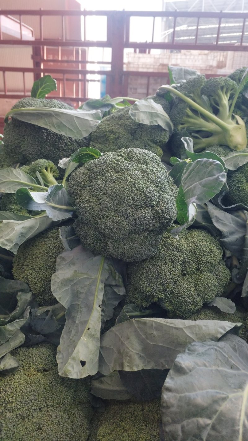 西兰花炎秀优秀寒秀精品货源大量上市中