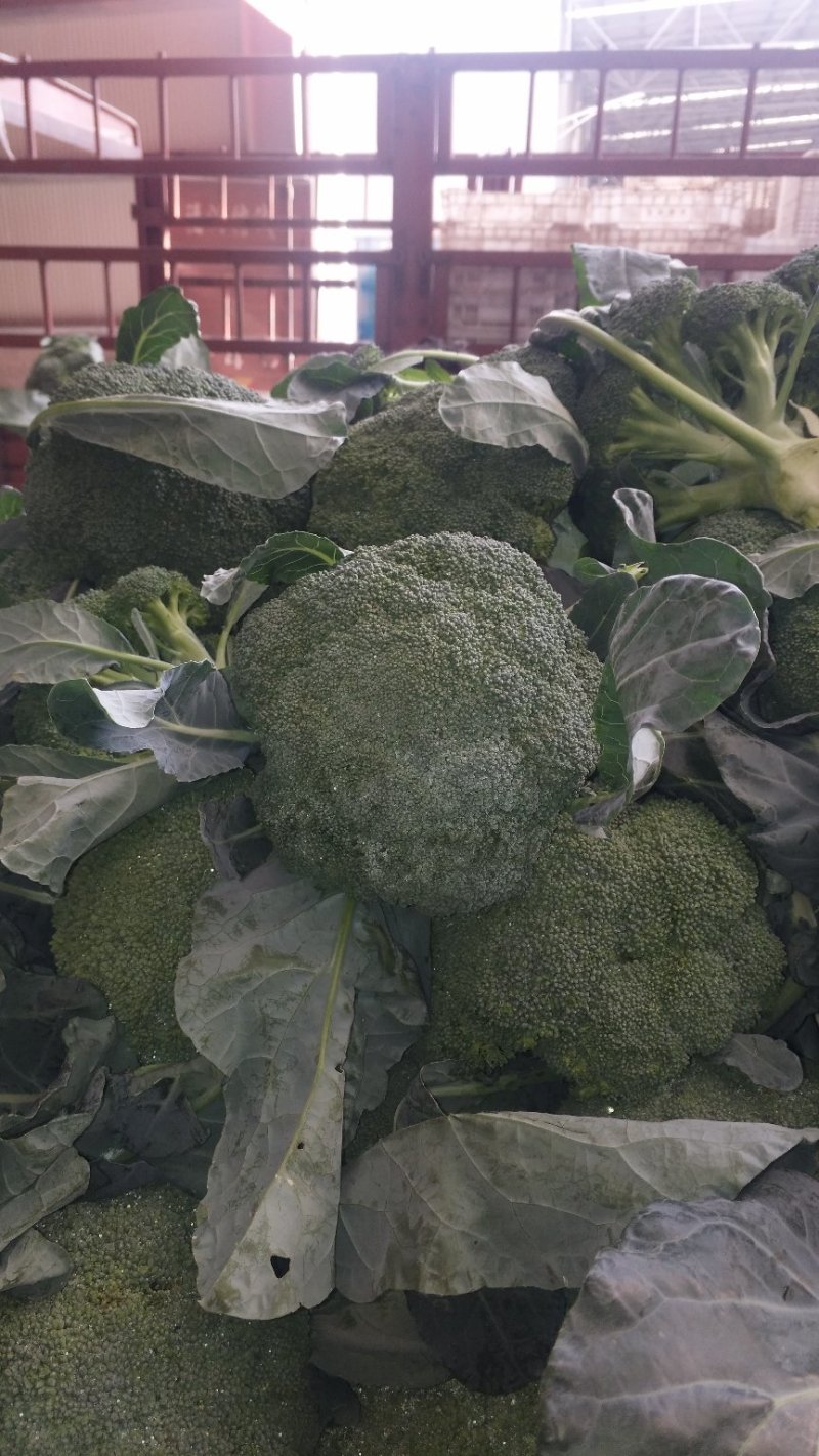 西兰花炎秀优秀寒秀精品货源大量上市中