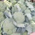 西兰花炎秀优秀寒秀精品货源大量上市中