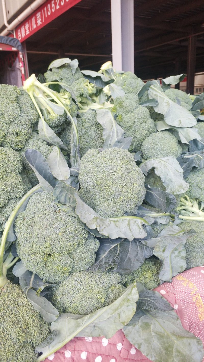 西兰花炎秀优秀寒秀精品货源大量上市中