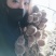 鲜香菇