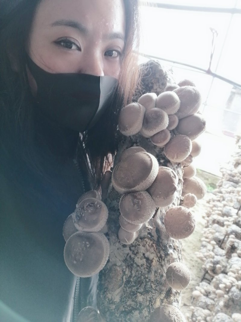 鲜香菇