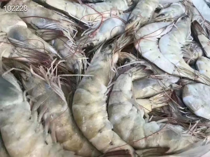 南美厄瓜多尔虾个头均匀，皮薄肉厚，多个规格