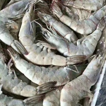 南美厄瓜多尔虾个头均匀，皮薄肉厚，多个规格