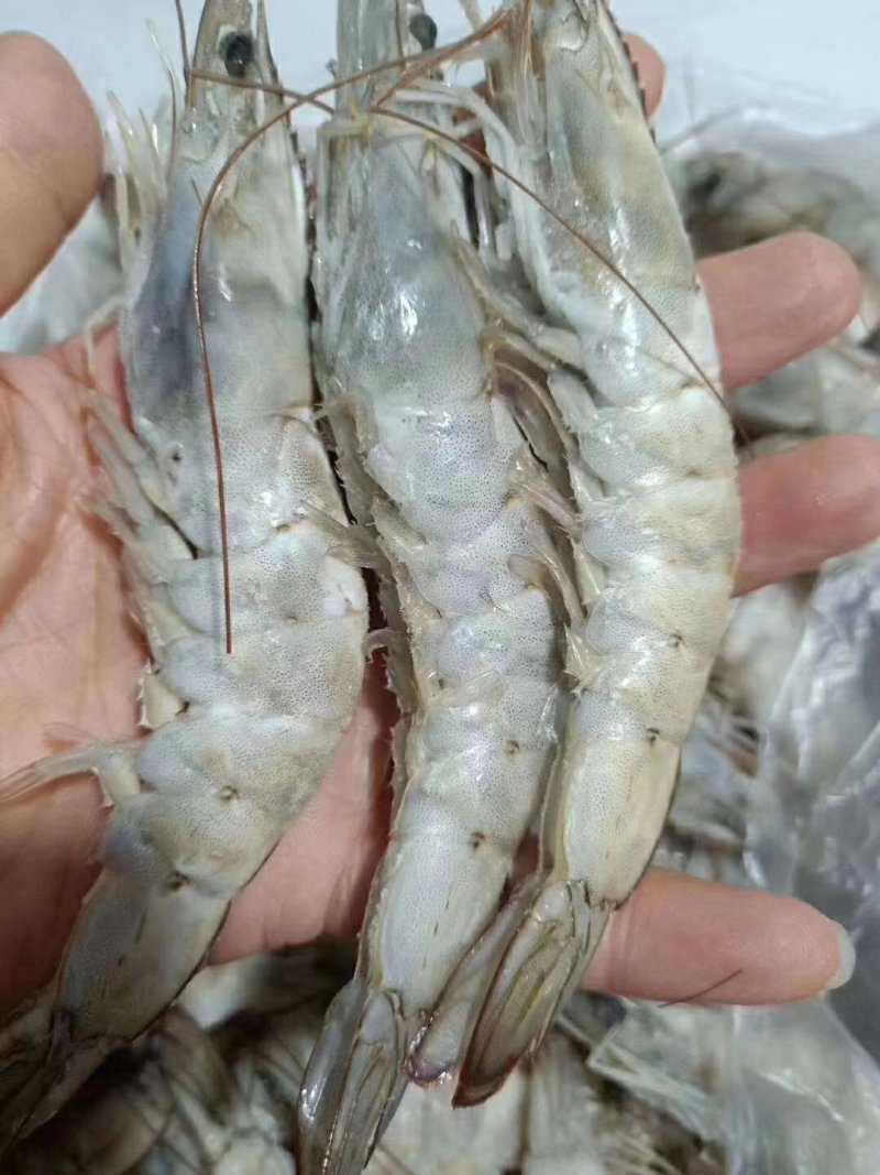 南美厄瓜多尔虾个头均匀，皮薄肉厚，多个规格