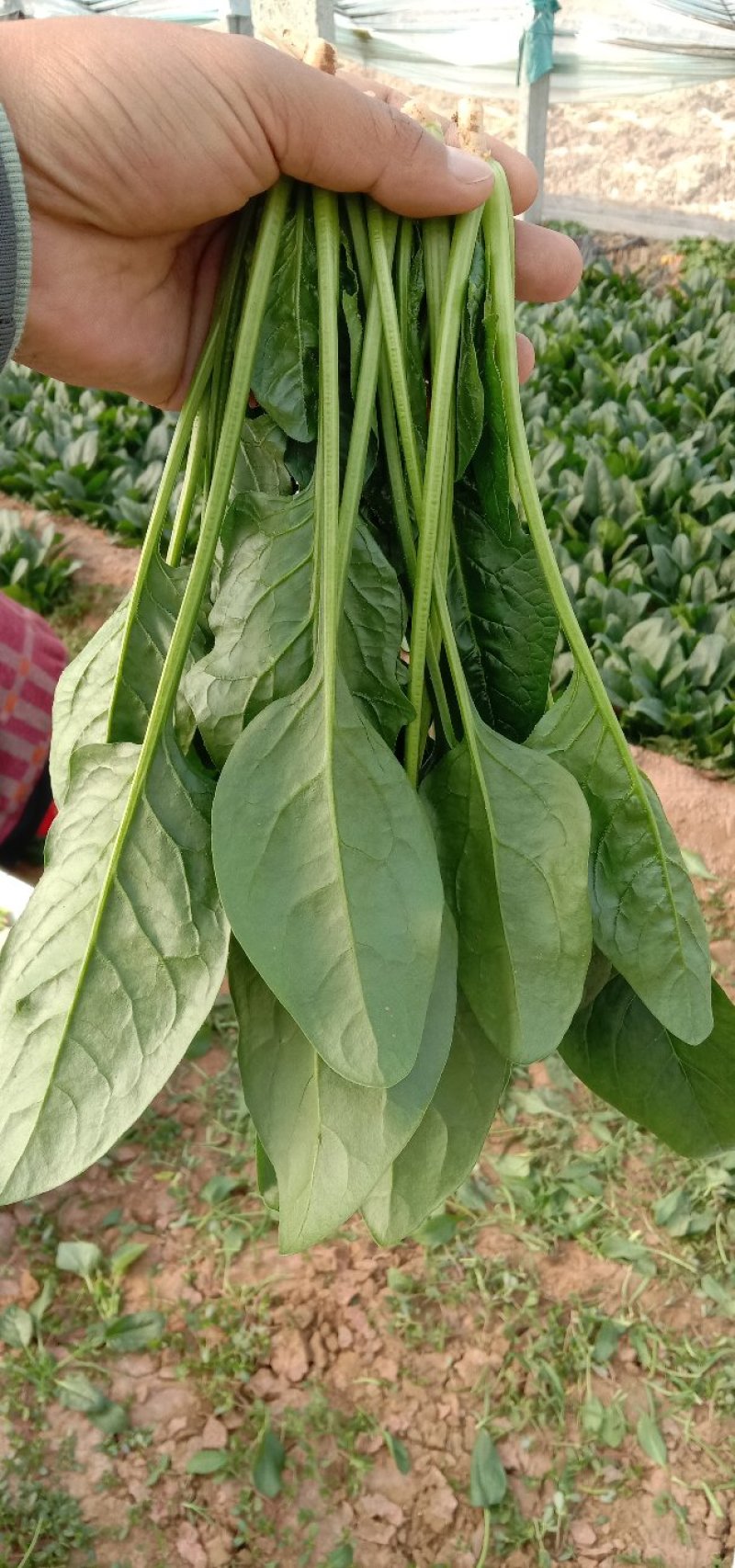 优质大叶菠菜，做工精细，诚信为本，保证质量