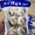 辽宁东港新鲜加工的原汁海螺肉