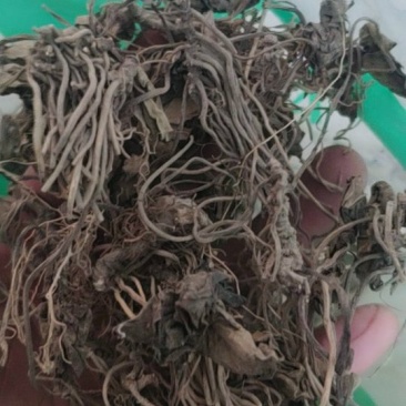 马细辛马蹄香杜衡葵杜细辛杜葵杜衡土细辛不包邮