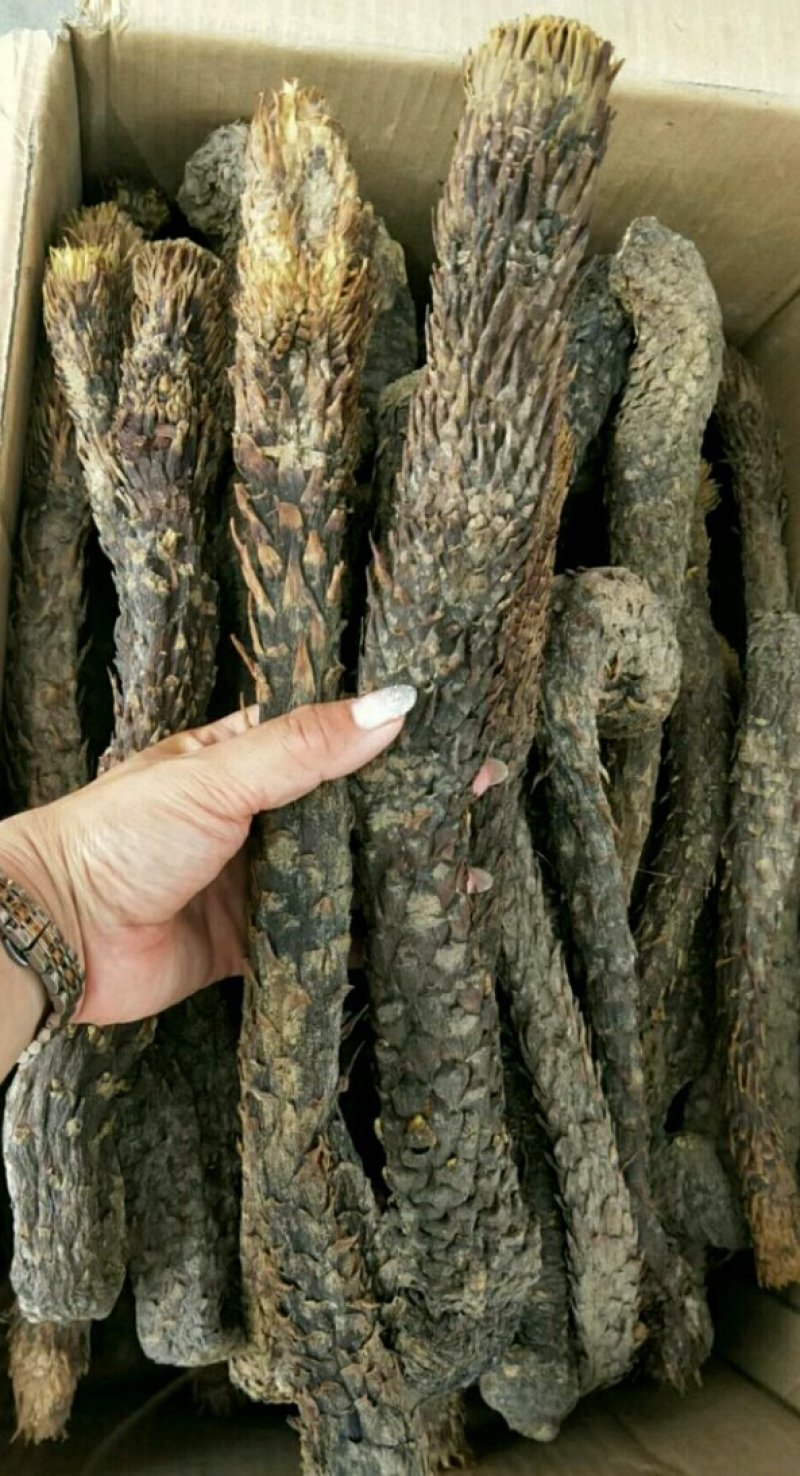 肉苁蓉阿拉善野生肉苁蓉500克软大云泡茶泡酒料