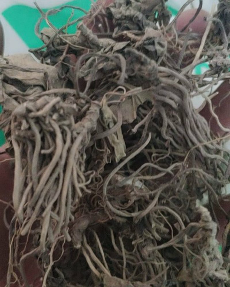 马细辛马蹄香杜衡葵杜细辛杜葵杜衡土细辛不包邮