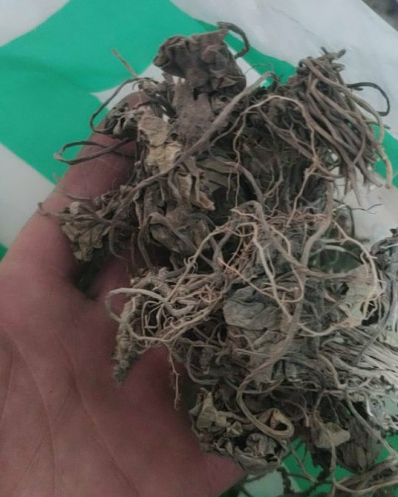 马细辛马蹄香杜衡葵杜细辛杜葵杜衡土细辛不包邮