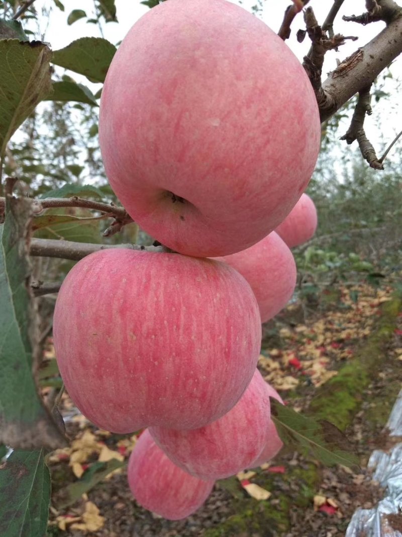 纸加膜红富士，脆香甜