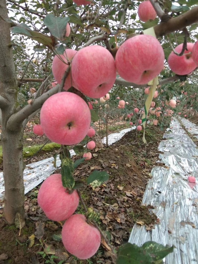 纸加膜红富士，脆香甜