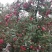 纸加膜红富士，脆香甜