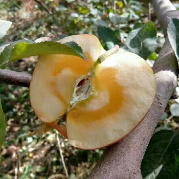 苹果