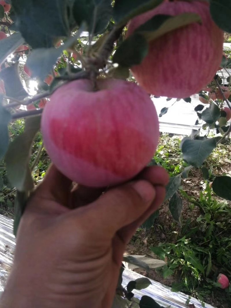 苹果