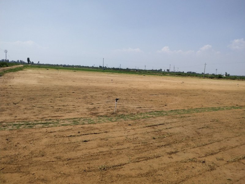 沙地