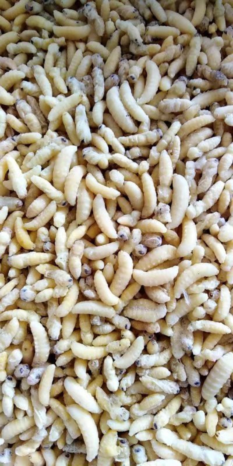 树蜂一级二级混合生冻熟冻蜂蛹，生冻，熟冻，蒸货