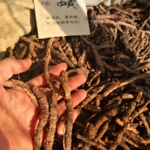胡黄连西藏够含量干货2斤起包邮量大从优