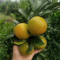红江橙