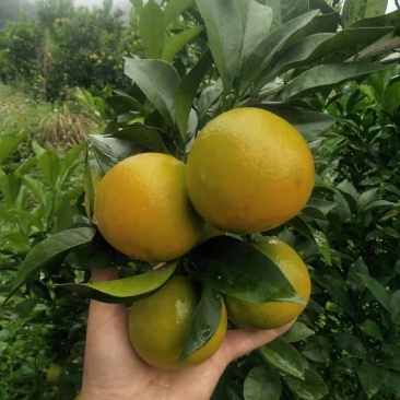 红江橙