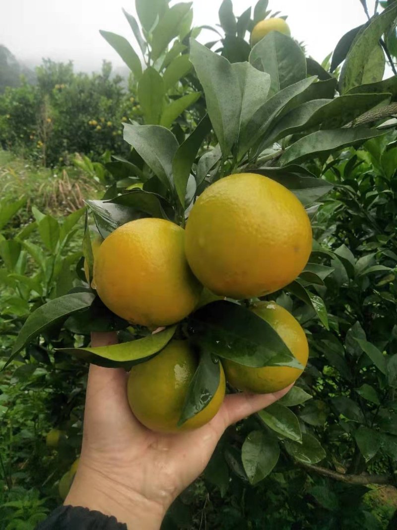 红江橙