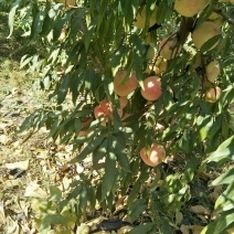 沂蒙霜红冬桃，自家果园，