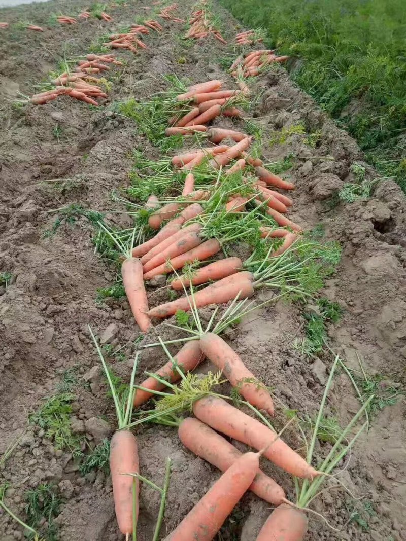开封精品。纯沙地，三红胡萝卜。口感脆甜脆甜，欢迎下单