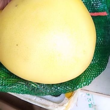 平和白柚