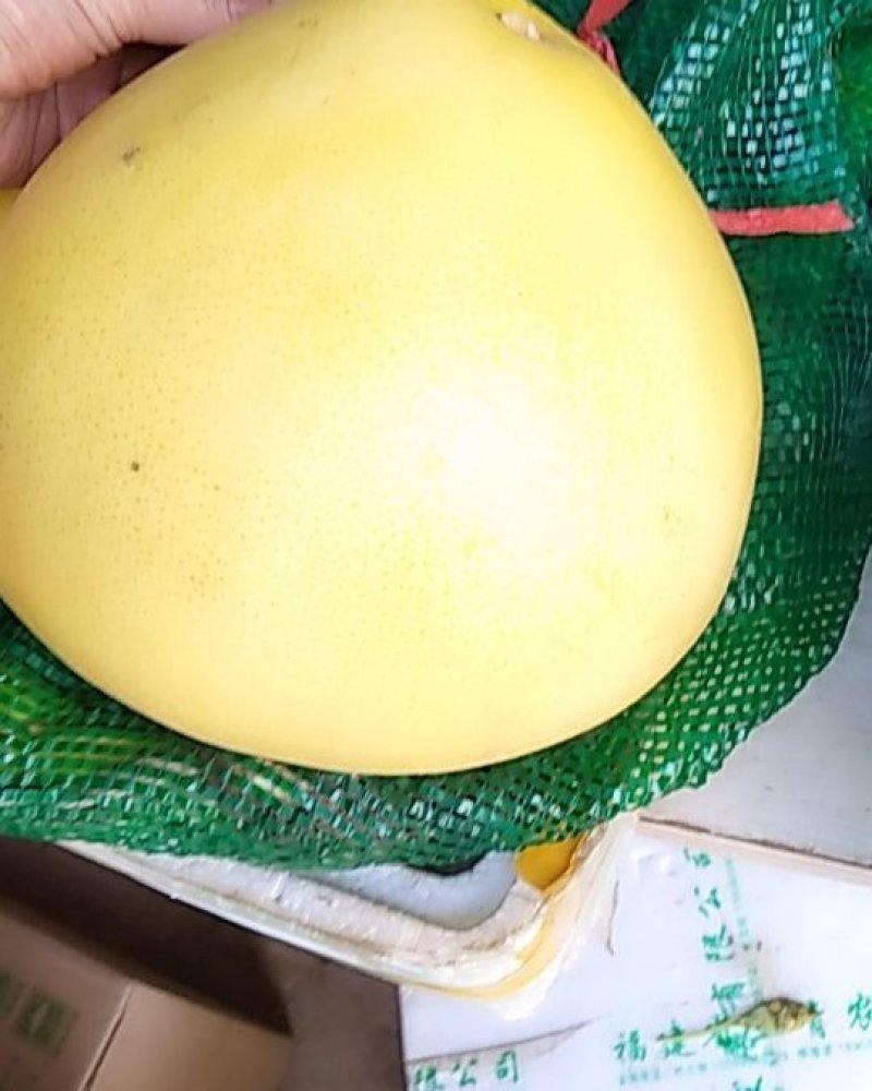 平和白柚