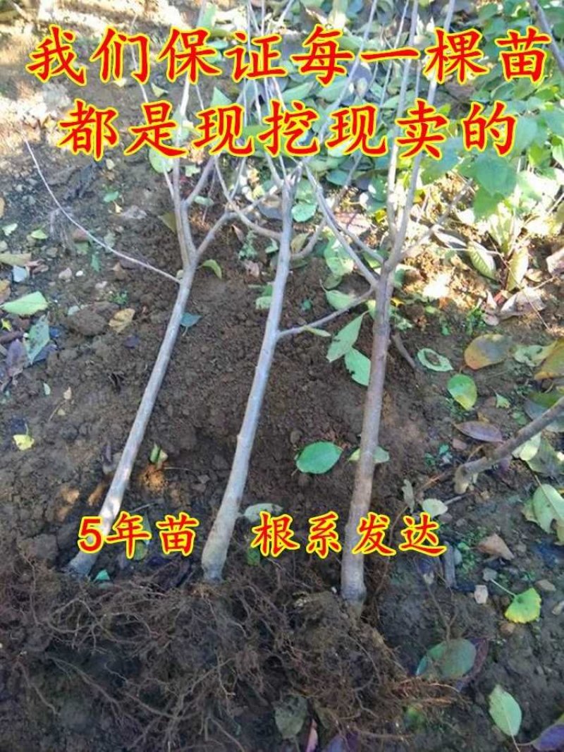 樱桃苗俄罗斯8号黑珍珠大樱桃车厘子优质嫁接苗