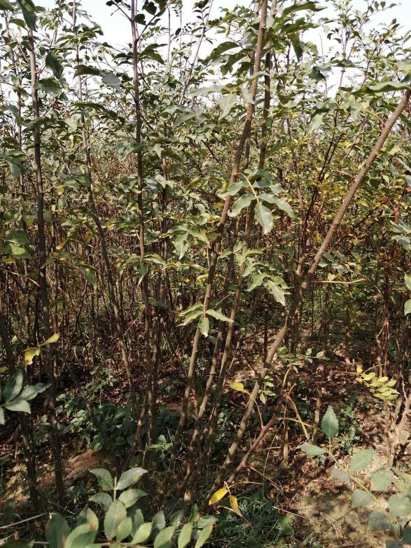 无刺花椒